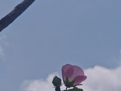 -靖西鹅泉风景区