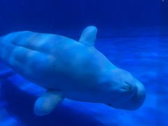 -海合安青岛极地海洋公园