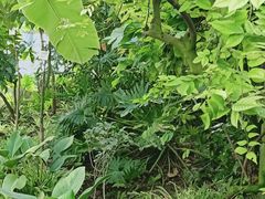 -呀路古热带植物园