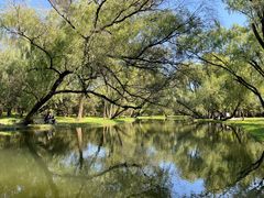 -上海共青森林公园