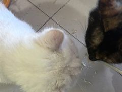 -平行世界·猫咖(首经贸店)