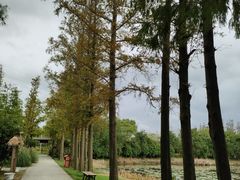 -上海长兴岛郊野公园