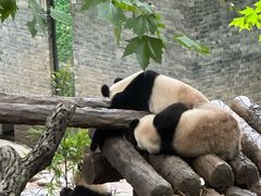 -都江堰中华大熊猫苑