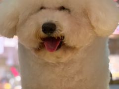 -more than meow吴止猫主题餐厅(承德 中船汇店)