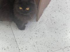 -喵园·猫主题咖啡厅·撸猫·猫咖(国贸店)