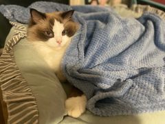 -BABIT巴比特宠物(MOMOPARK店)