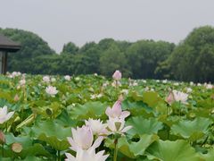 -绍兴镜湖国家城市湿地公园