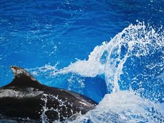 -海合安成都极地海洋公园