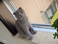 -米苏动物医院·犬猫专科·骨科外科内窥镜