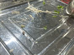 -金鼎雪山牦牛杂火锅(理县总店)