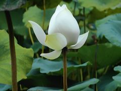 -云溪植物园