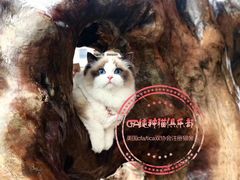 -Bastet sally猫舍购宠(静安店)