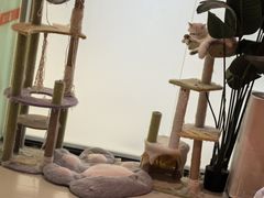 -三花喵·撸猫购宠·宠物生活馆(虹桥南丰城店)