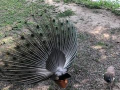 -北京麋鹿生态实验中心