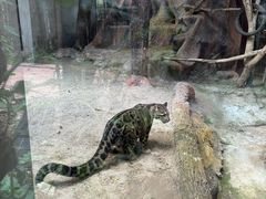 -清迈夜间动物园