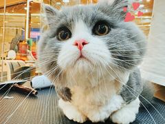 -momokira米努特·德文卷毛猫·棉花面纱犬
