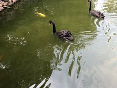 -深圳野生动物园