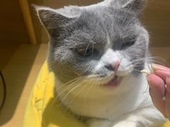 -滚猫咖啡·猫咖·猫友好撸猫(未来城店)