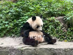 -都江堰中华大熊猫苑