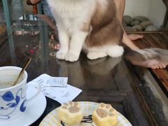 -喵屿·大理花园猫咖