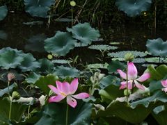 -福建鲤鱼洲酒店