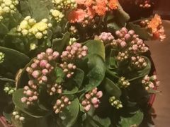 -额尔敦牛厨师铜板烧