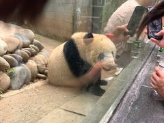 -中国大熊猫保护研究中心雅安碧峰峡基地