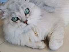 -怪兽屋·羊驼·猫咖·狗咖(俊华广场店)