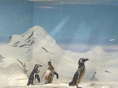 -上海海洋水族馆