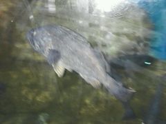 -小科自助海鲜烧肉(高区店)