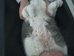 -萌兽医馆·宠物医院·猫骨科(创景店)