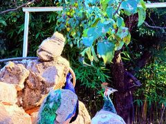 -丽泽山庄·生态怀柔菜·虹鳟鱼(红螺寺店)