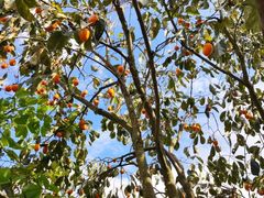 -楠溪江风景名胜区