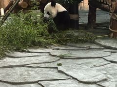 -泉州海丝野生动物世界