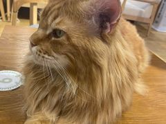 -藏猫猫咖啡主题馆(中央大道店)