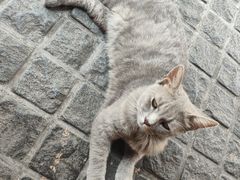 -猫岛主趣味餐厅(鼓浪屿店)