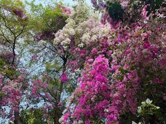 -深圳国际园林花卉博览园