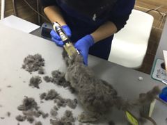 -爱侣宠医·鹦鹉专科·小型哺乳类·异宠专科(灵石路店)