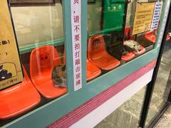 -猫咪博物馆(顶澳仔猫街店)