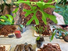 -自由生长植物工作室(深港花卉中心店)