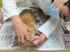 -艾贝尔宠物诊疗