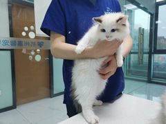 -嘉馨宠物医院·CT影像转诊·心脏科·犬猫全科诊疗中心(下沙大学城院区)