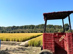 -苏州太湖西山岛开心农场