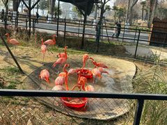 -武汉动物园