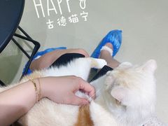 -藏猫猫咖啡主题馆(中央大道店)