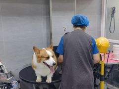 -宠福鑫康馨动物医院·骨科·眼科