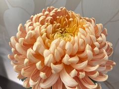 -杭州植物园
