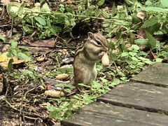 -五营红松林海景区