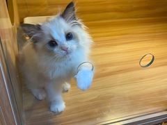 -猫十亿·布偶金渐层·曼基康矮脚猫舍(青年路店)