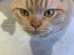 -藏猫猫咖啡主题馆(中央大道店)